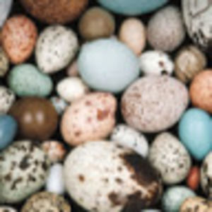 Meet your Posher, Kelsie